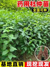 ���٘����в�ș�B�N�ᗗͥԺș�����Ե����ļ��������ș�ķN���l