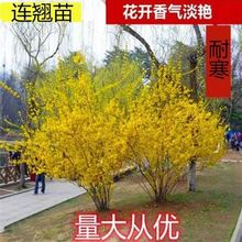 一件代发连翘花 树苗 室外 耐寒植物 别墅 庭院 绿化 花苗 花卉