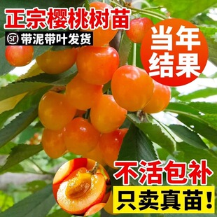 ���Ҙ����ش��Ϸ������Nֲ����Y���������԰����޽ӹ�������ȫ