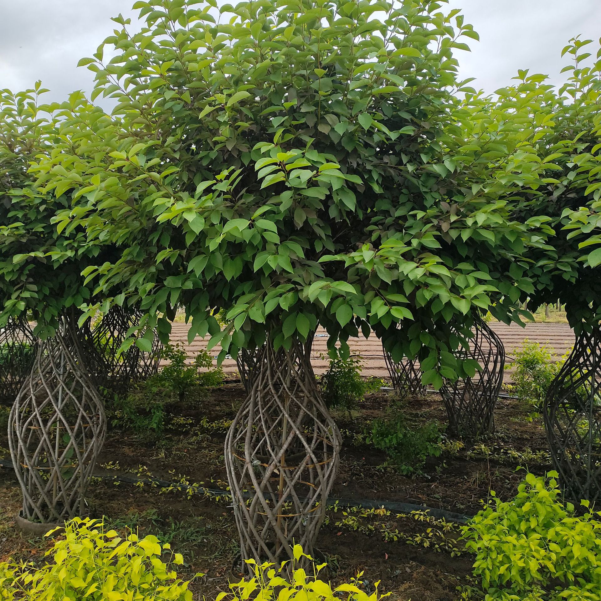 紫叶稠李树 东北紫叶稠李 紫叶稠李小苗 营养杯苗 红叶李 臭李子