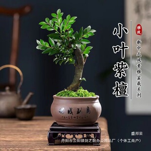 �S��С�~��̴�辰�䘶ֲ���Ϙ����Ժڹǲ�͏d�����҃ȾGֲ