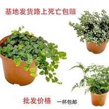 ����С�~���ZѦ��£²���βާˮ��������ܾ��^�辰�����҃�ֲ��