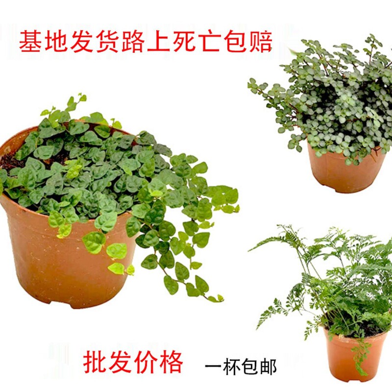 Mini Small Leaf Thunderbolt Creeper Bb Grass Wolf Tail Fern Aquatic Rainforest Rain Landscape Bonsai Potted Indoor Plant