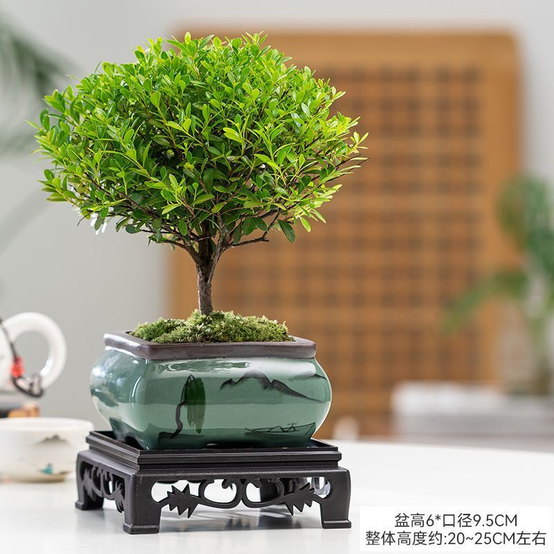 desktop Decoration Botany Potted plant flowers and plants bonsai Office Four seasons Evergreen Ceramic pots Green plant