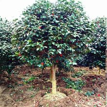 ļͺ軨 ͥԺ;Gֲ軨 ԵԲ軨