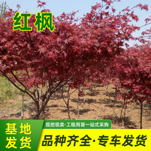 �ձ��t�������l�@�־G����ľ�޽��Ї��t�������ɫ�^�~�����t����