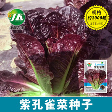 蔬菜种子工厂批发紫色孔雀菜种子罗马直立红生菜种籽四季盆栽菜园