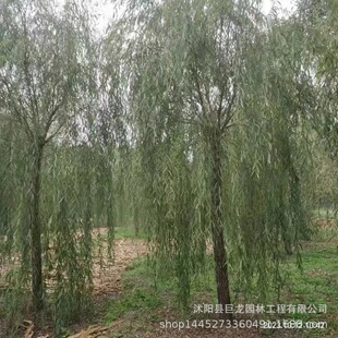 黄金柳金丝垂柳 垂柳小苗 柳树枝条 垂杨柳树苗垂柳苗竹柳树-阿里巴巴