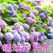 ���������׻����Ի���ֲ�������ļ������ʺ��ﶬ���ֵĻ�������