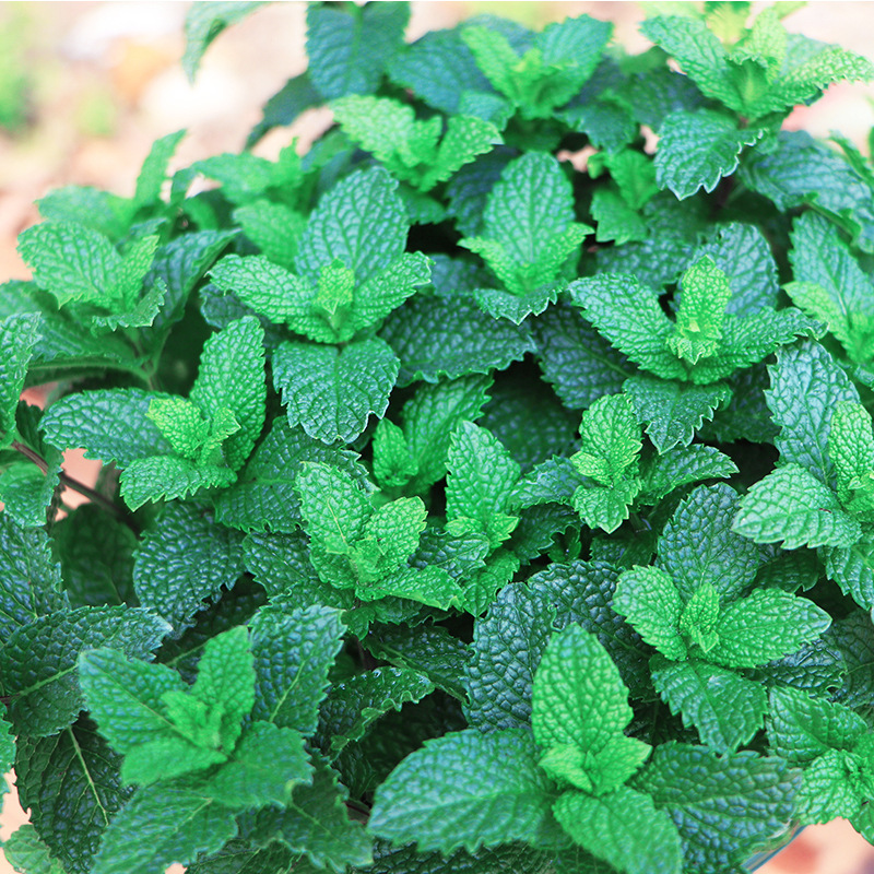 Mint Potted Plants, Edible Fresh Mint Leaf Potted Plants, Cooling Tea, Vanilla Indoor Plants That Can Be Used as Cold Drinks