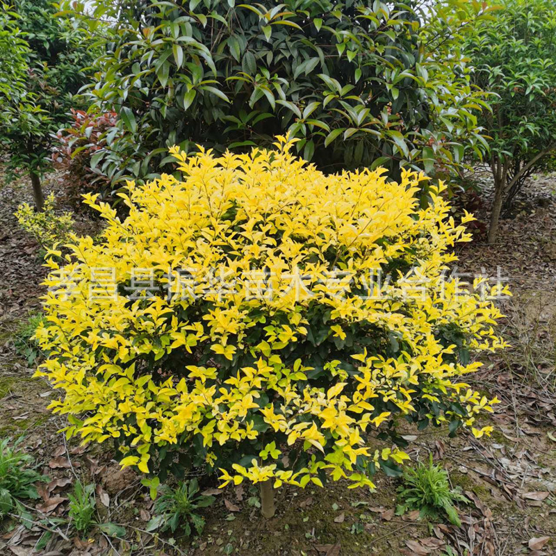 72800ea20b2ce780211c7ddce08b79