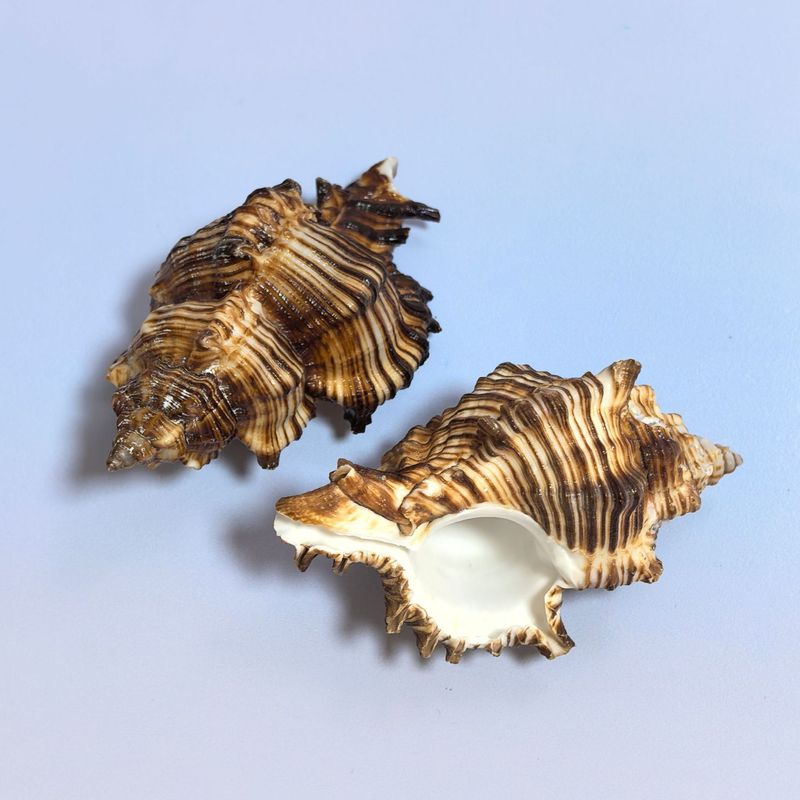 ヤドカリの殻巻き魚交換専用殻天然巻貝繁殖水槽造園水族館装飾セット|undefined