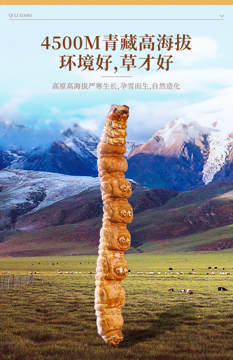 Dried Cordyceps Sinensis Broken Stems 5g Jar Tibetan Plateau Whole Dried Cordyceps for Cooking in use