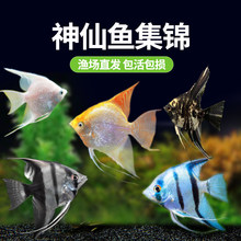 ���B��ˮС���~�~���^�p�~�߲������~�Ꭷ�������~��������С����