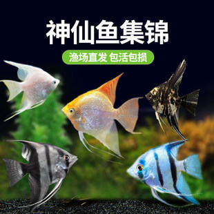 ���B��ˮС���~�~���^�p�~�߲������~�Ꭷ�������~��������С����