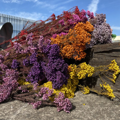 【Immortal Popcorn】Australian Popcorn Glass Cup Special Flower Head Yunnan Dried Flower Wholesale