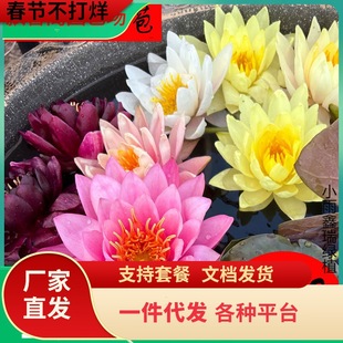 һ�����lˮ��ֲ��˯ɏ�ļ��ɻ�ˮ�B�_�������~��ɏ���������K����