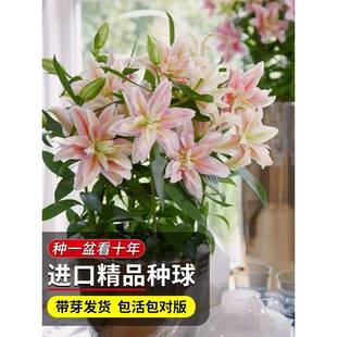Imported Perfume Lily Bulbs Potted Plants Bloom in All Seasons, Fresh-Cut Green Plants, Indoor Buds, Double-Petaled Dahlia, Easy to Live