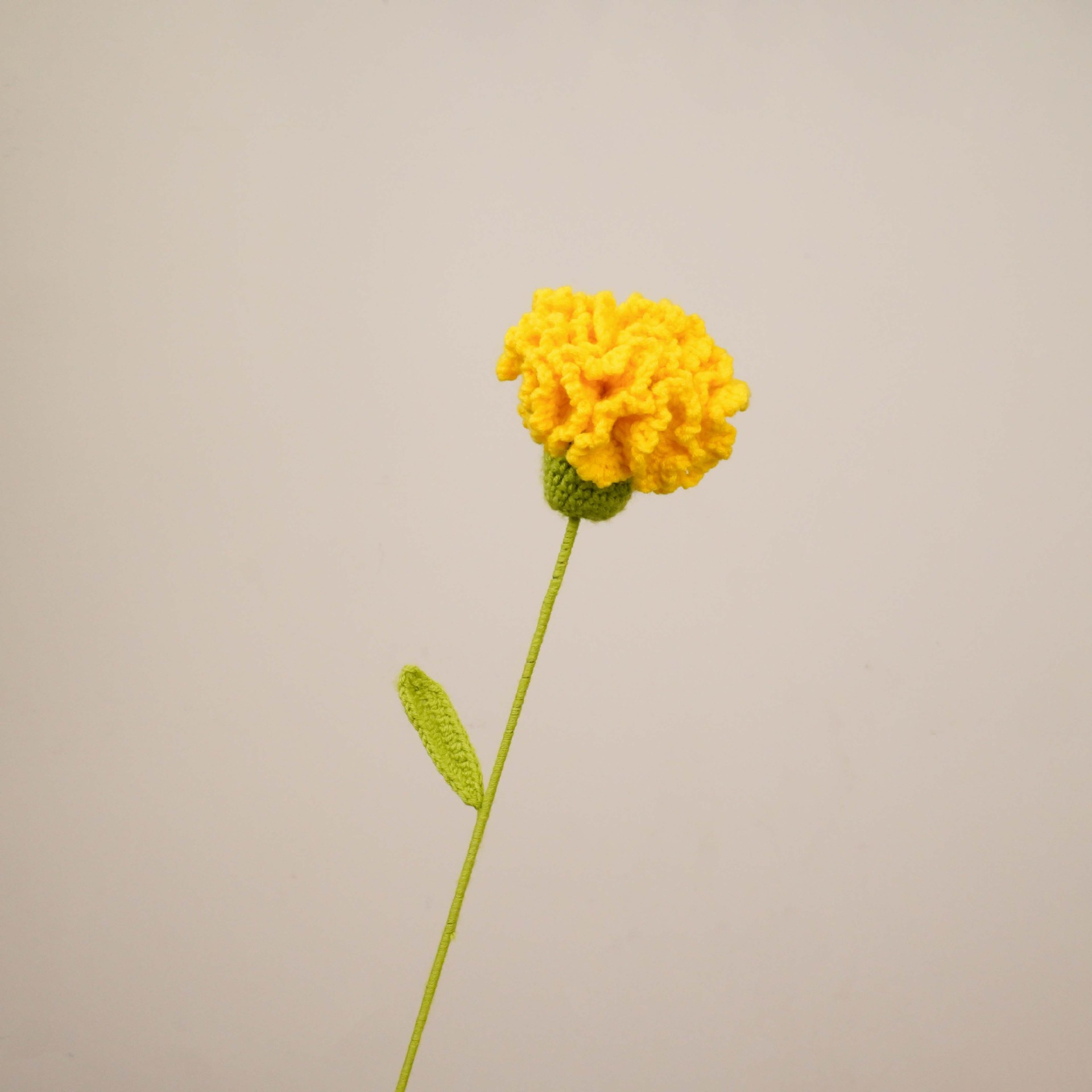 카네이션(노란색)