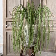 ������ѿ�Gֲ���� ��������ֲ�ﻨˇ���l���ϻ����~֦�l�[���b�