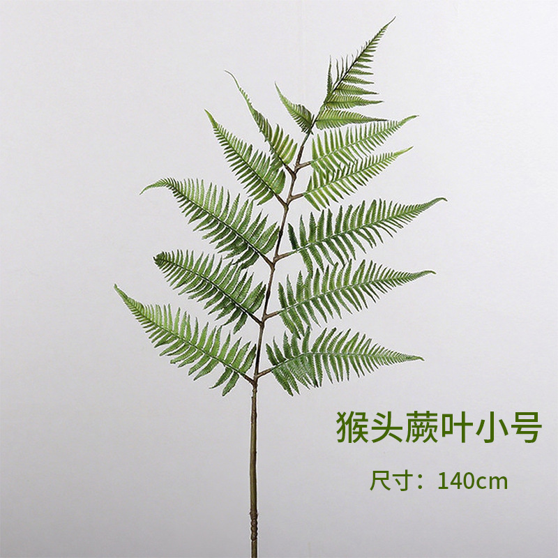 Hoja de Huperia Tamaño Pequeño 140cm