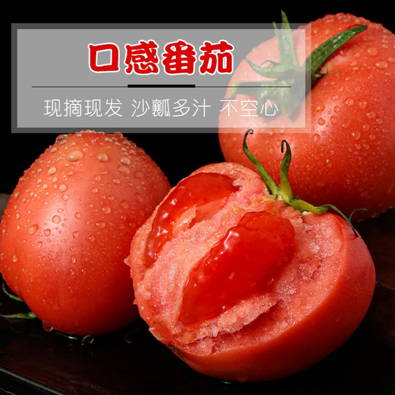 海阳普罗旺斯西红柿新鲜自然熟水果沙瓤生吃番茄批发零售