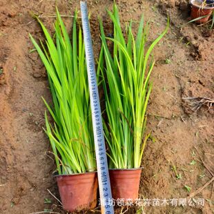 ˮ���Sβ ˮֲ���~�������G��ֲ���S�������S���Sβˮ������ˮ��