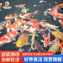 观赏鱼种大型红白冷水淡水好养耐活观赏鱼金鱼锦鲤鱼活鱼小型鱼苗