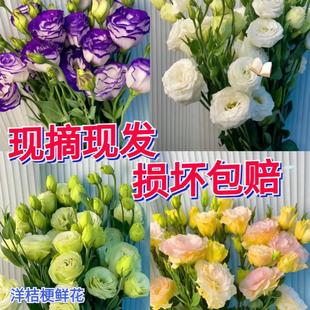 Yunnan Kunming Platycodon Flower Base Fresh Flowers Direct Delivery Bouquet Living Room Home Arrangement Water Cultured Real Flowers Cross-Border