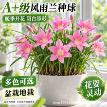 A+级风雨兰种球重瓣盆栽室内阳台四季开花好养新手球根花卉批发