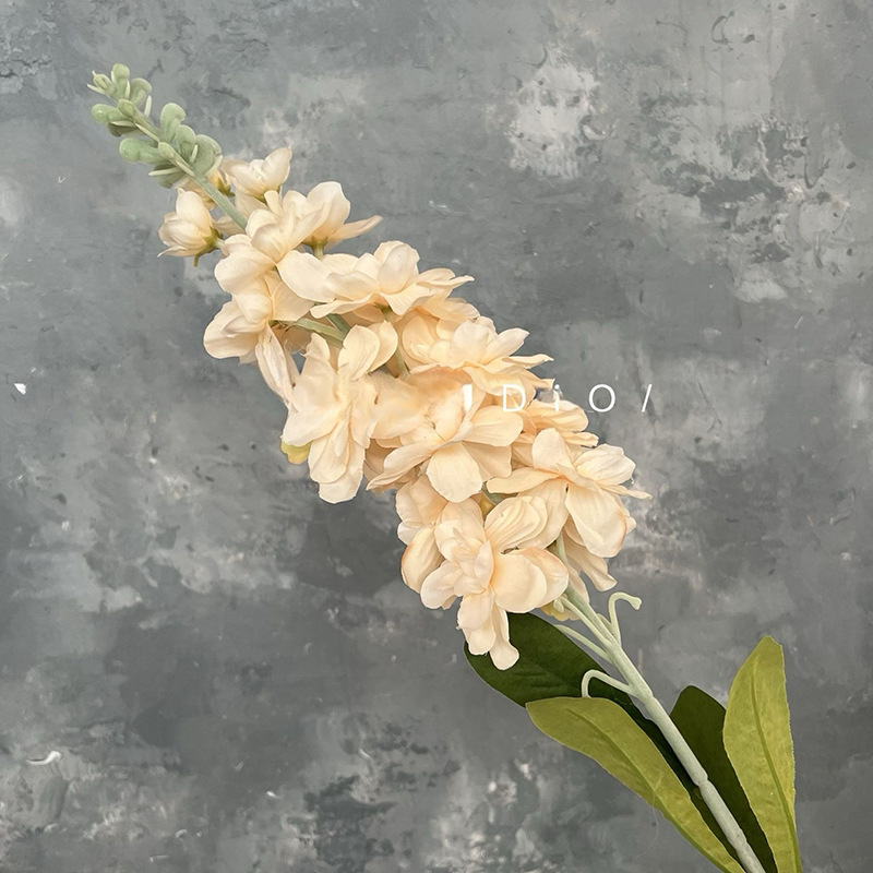 싱글 플라잉 제비-샴페인