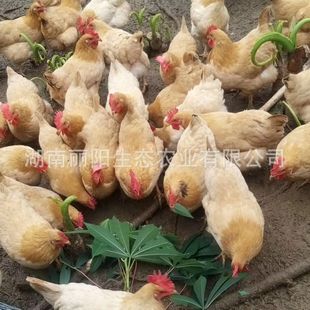 �������S���u����w�������һ���g�u���r����B�ߵ��u��С��ԇ�B