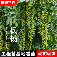 ����������l�@�־G����ľ�е��L�������Ә���~������ Ԫ����