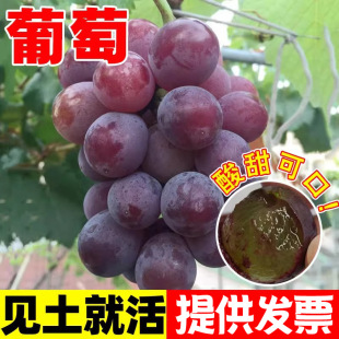 ���ѷN���ļ����̨���Ծ޷�õ�������ӟo������ˮ���N�ј���