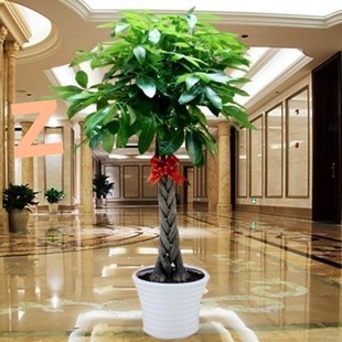 �lؔ��͏d������ؔ�����՚�����ȩ�k���҃ȴ��;Gֲ�ļ�����ֲ��