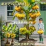 北方观赏耐寒盆栽芭蕉