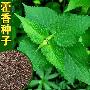 Patchouli Seeds, Patchouli Seeds, Five-Spice Seeds, Ten-Spice Seeds, Anise Seeds, High-Yield Potted Vegetable Seeds