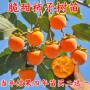 无核种植地栽嫁接柿子苗