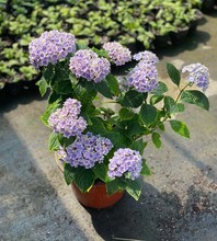 绣球夏洛特公主品种绣球 阳台露台花园灌木八仙花庭院花