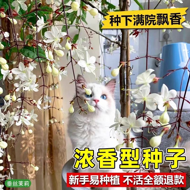 垂丝茉莉花种子籽子爬藤植物易活四季开播种开花室内室外植物种孑