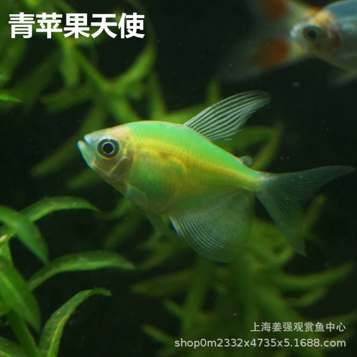 Тропическая рыба маленькая декоративная рыба Зеленое яблоко Ангел флуоресцентный зеленый Ангел Трава Аквариум рыба Плавание Рыба домашнее животное Жить оптом