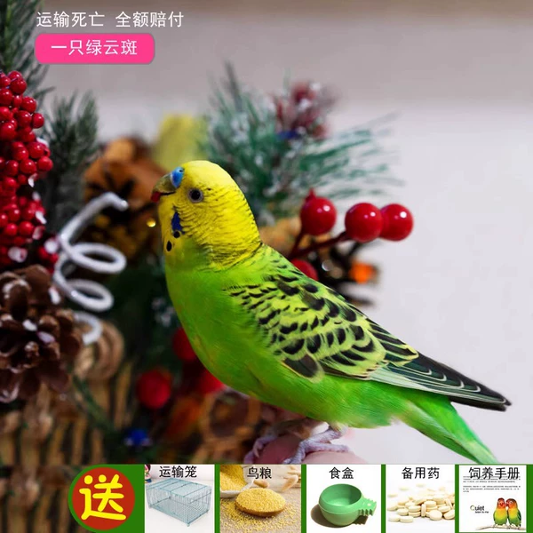 A green cloud class (male and female optional) Bao talks
