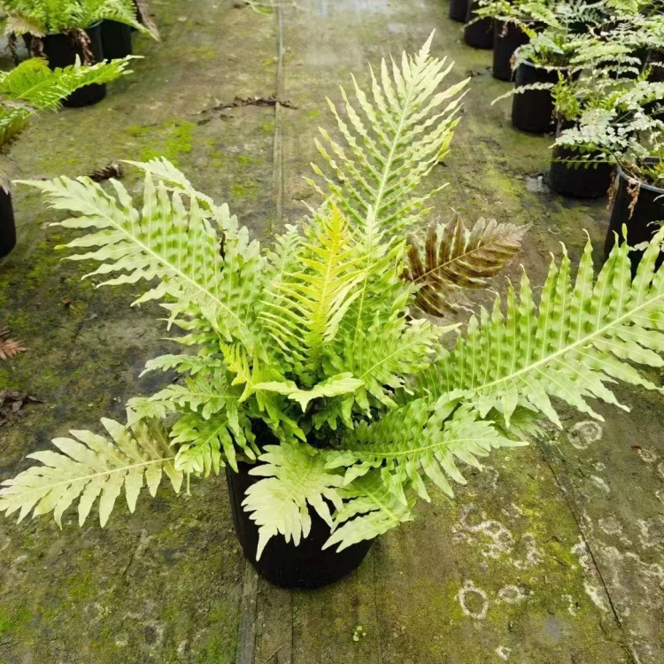 Фиолетовый папоротник 2 галлона для украшения двора, парка или общественного пространства, зеркальное растение, фиолетовый папоротник 1 галлон, большой горшок, фиолетовый папоротник