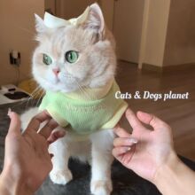 ���ȿɐ��Lë�{��؈�䱳���ﶬ����ů�����ӽq�Ӻ���С�����·�