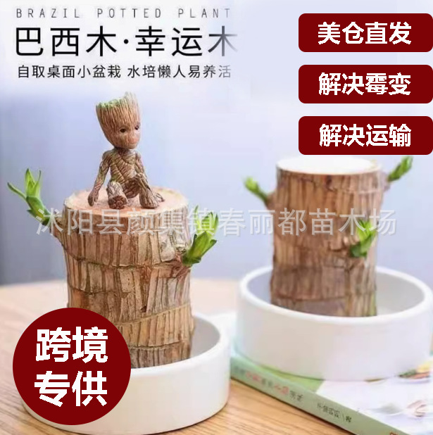 跨境水养四季幸运木老桩带芽格鲁特客厅绿植摆件巴西木桌面小盆栽