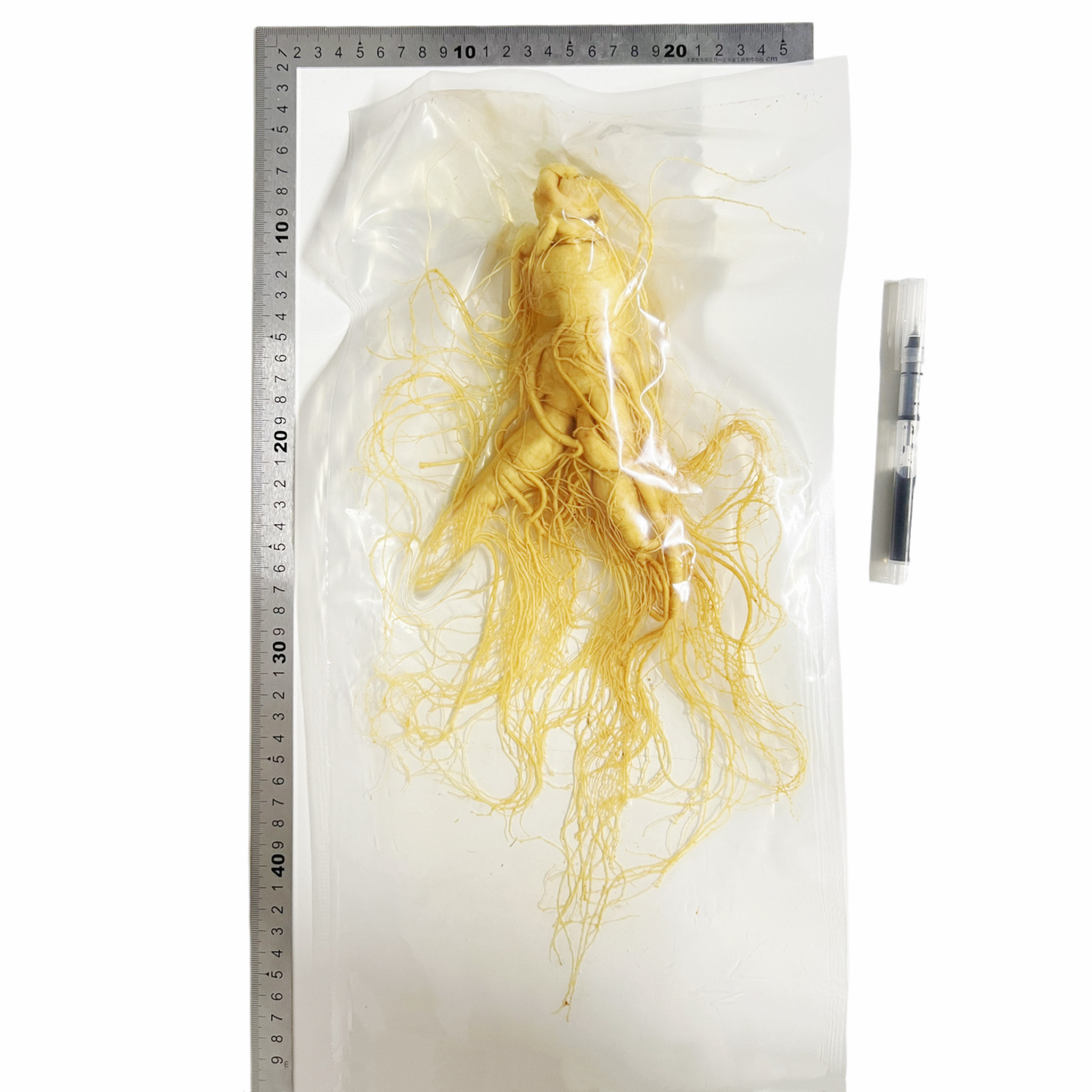 【鮮人参】長白山人参卸売メーカー直販 東北特産新鮮人参 酒漬け人参 生人参