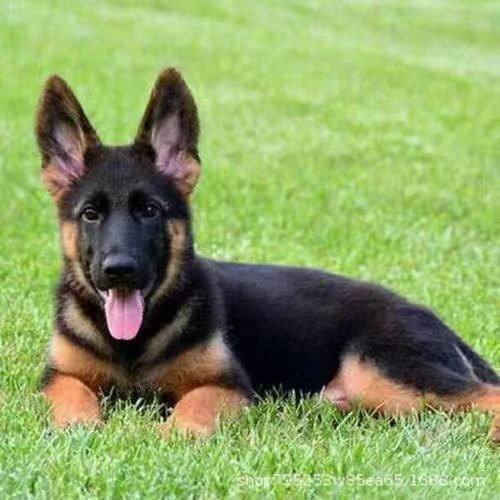 Live Purebred German Shepherd Puppies, Pet Dogs, German Shepherd Puppies, Double-Blooded East German Shepherd Dogs, Hammer-Type Black-Backed Dogs
