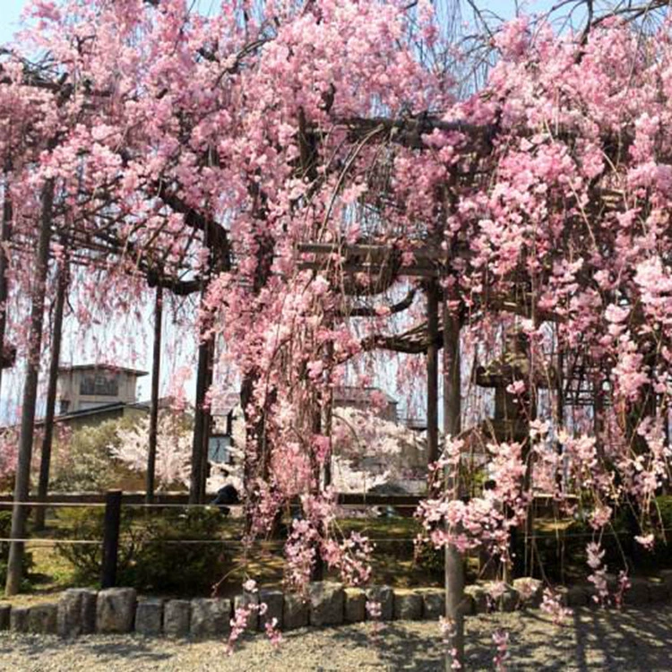 Прямые продажи плакучей вишни, американских плакучих вишневых саженцев, саженцев для зеленения, плакучих вишневых саженцев, скидки на большие объемы