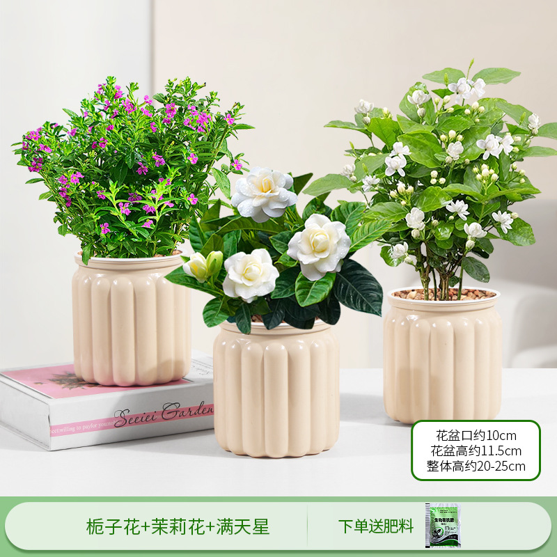 치자나무 + 자스민 + 아기의 숨결