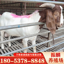 厂家波尔山羊种羊怀孕母羊 波尔山羊养殖场 羊羔羊苗现货